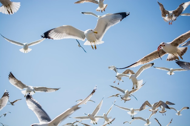 Flock of seagulls skying in the sky