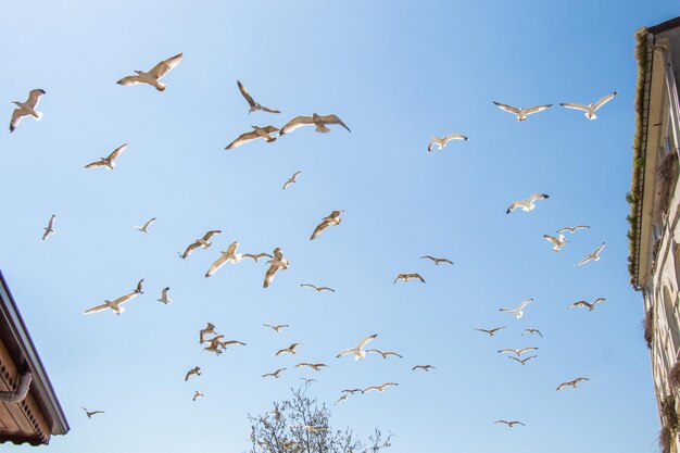 Flock of seagulls skying in the sky