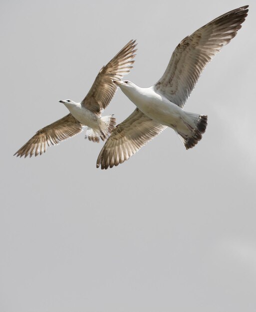 Flock of seagulls skying in the sky