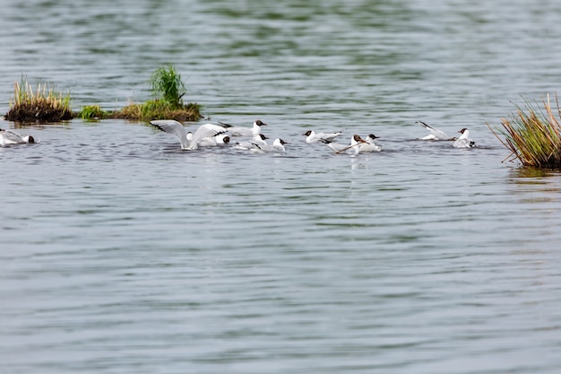 flock of seagulls swimming in the pond