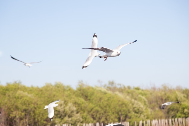 Flock of Seagulls