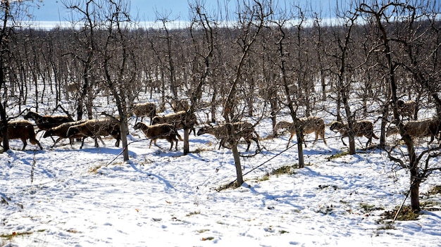 Flock of sheep in an apple orchard in winter