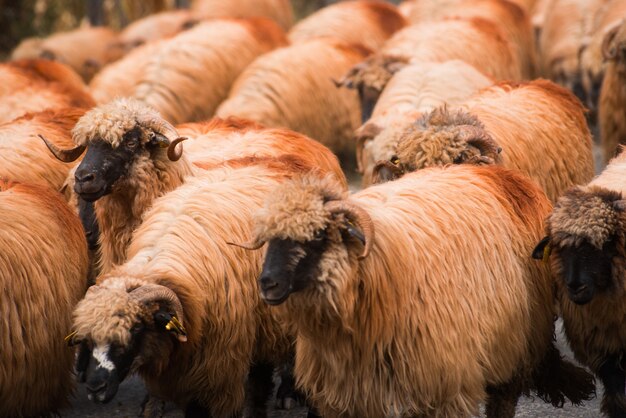 羊の群れが道を歩いています。