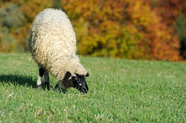 Flock sheep on a autumn field