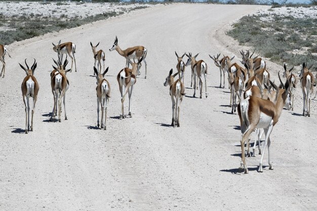 Foto un gregge di pecore sulla spiaggia