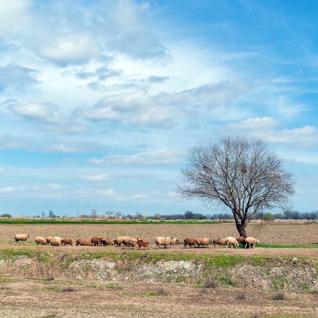 A flock of sheep on a farm field at spring