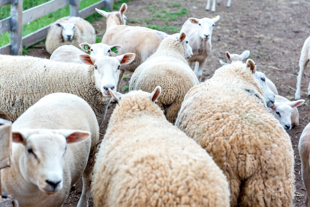 Flock of sheep on farm, selective focus on sheep looking at camera.