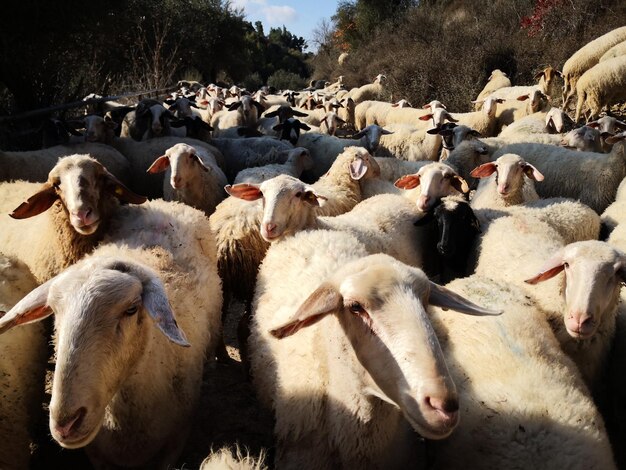 Foto gruppo di pecore nell'azienda agricola