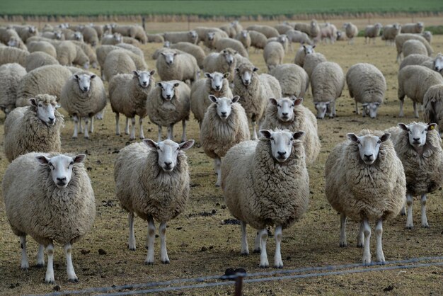 Photo flock of sheep on farm