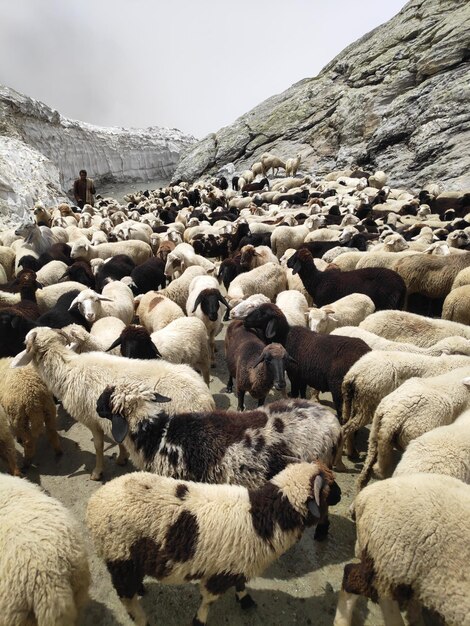 Foto un gregge di pecore in una fattoria