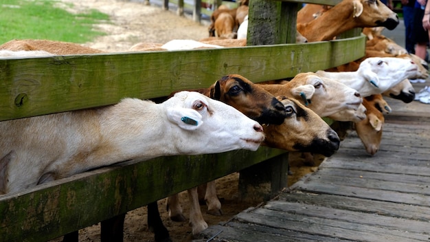 Foto gregge di pecore dietro il recinto in fattoria.