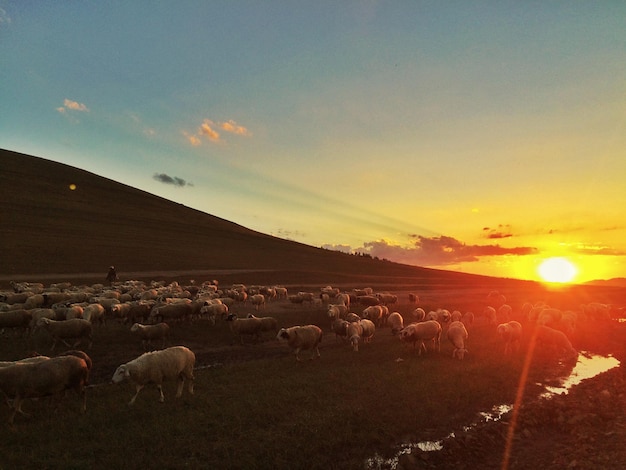 Foto un gregge di pecore sul campo contro il cielo durante il tramonto