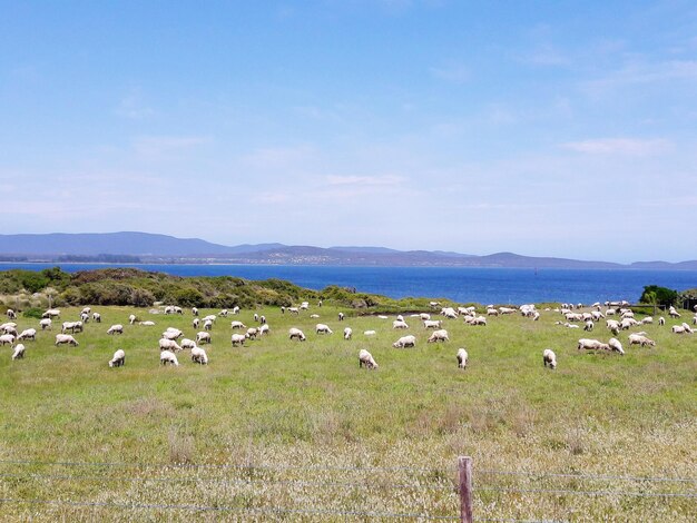 Flock of sheep on field against sky