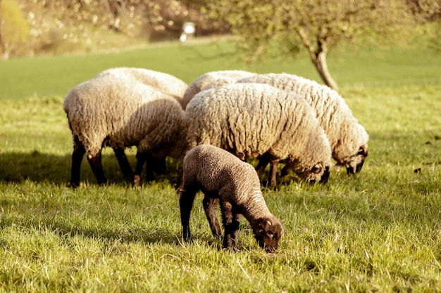 Flock of sheep on field Sheep and lamb on the meadow eating grass in the herd Farming outdoor Beautiful landscape Animals of farm Sunny evening amazing weather