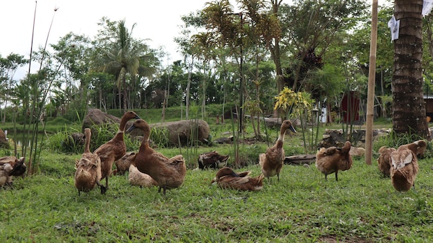 Flock of sheep on field