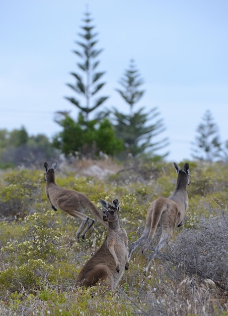 Foto un gregge di pecore in un campo