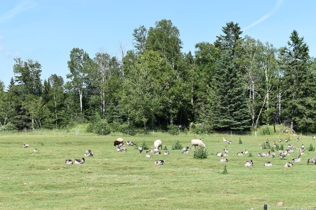 Photo flock of sheep in a field