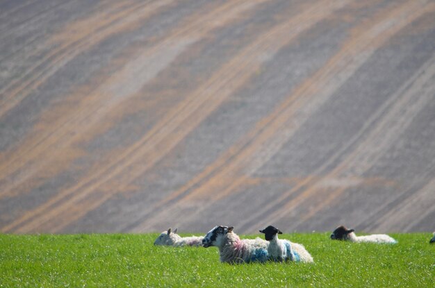 Foto un gregge di pecore sul campo