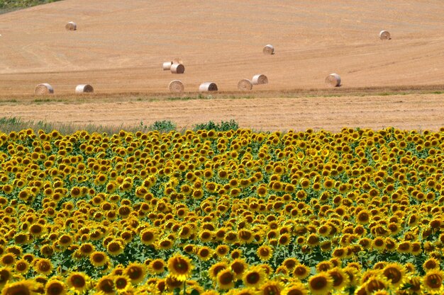 Photo flock of sheep on field