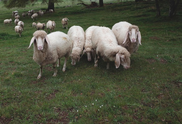 Photo flock of sheep on field