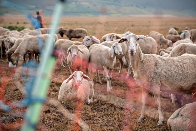 Photo flock of sheep on field