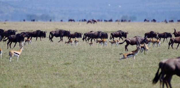 Foto un gregge di pecore sul campo