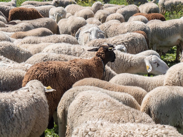 Flock of sheep in the field