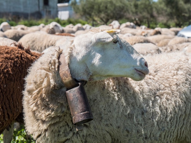 Flock of sheep in the field