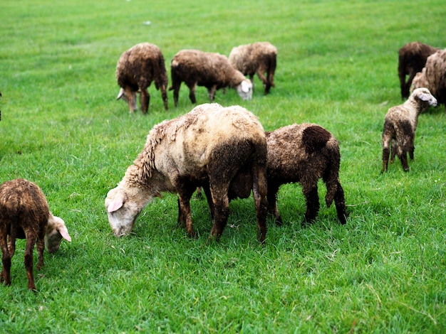 Flock of sheep on the field