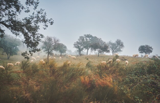 Flock of sheep in a foggy autumn landscape