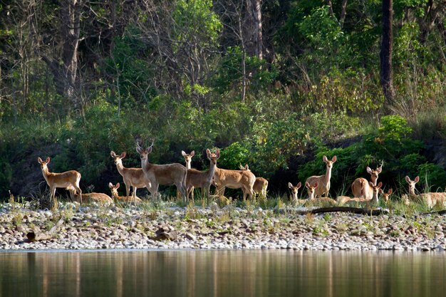 Foto un gregge di pecore nella foresta