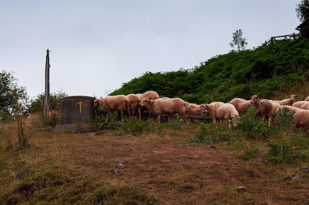 フランスのピレネー山脈の羊の群れ
