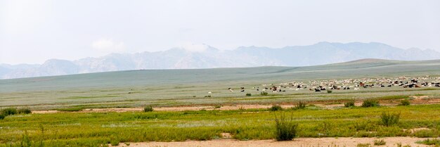 モンゴルの草原で放牧される羊とヤギの群れ