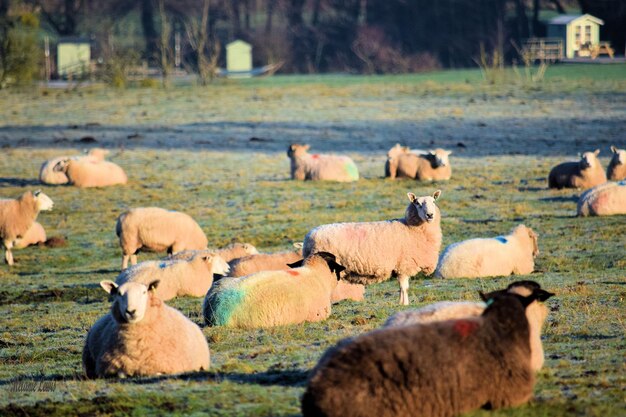 Photo flock of sheep on grass