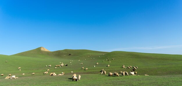 Photo flock of sheep on grassy field against sky