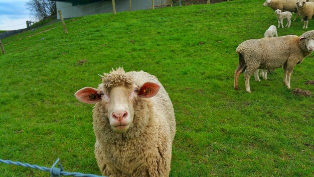 Foto un gregge di pecore su un campo erboso