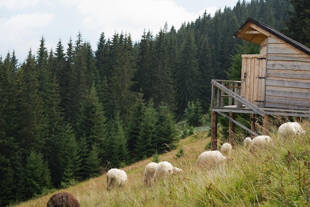 A flock of sheep graze in the middle of a field in tall grass near wooden houses on a background of fir trees Place for your text and design