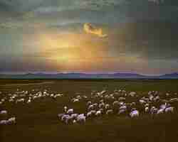 Photo a flock of sheep graze in the mountains of georgia in autumn kazbegi region truso valley a lot of