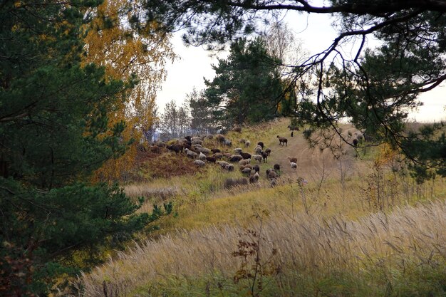 A flock of sheep grazes in the autumn hills of the pine at the edges