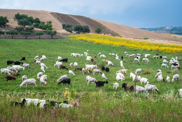 A flock of sheep grazes on a green field somewhere in Sicily
