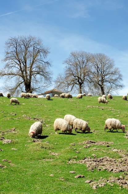 A Flock Of Sheep Grazes On A Green Field.