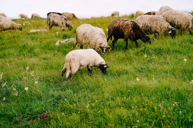 A flock of sheep grazes on a green hill and eat grass