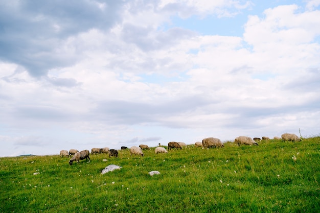 A flock of sheep grazes on a hill and eats green grass against a blue sky with white clouds