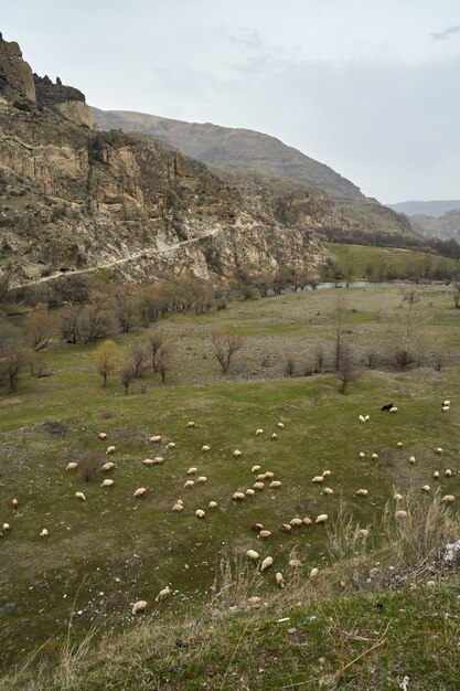 A flock of sheep grazes in a meadow in the mountains