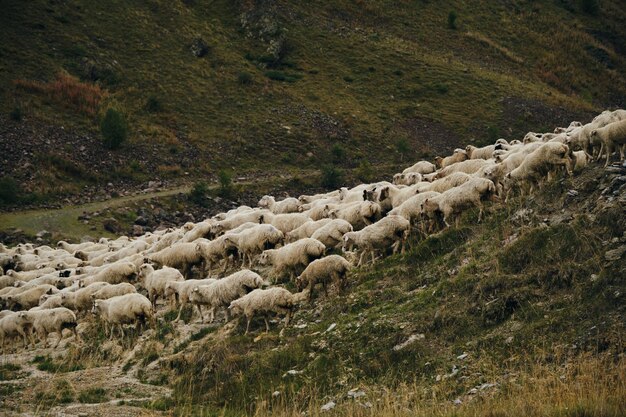 A flock of sheep grazes in the mountains of Georgia in autumn Kazbegi region Truso Valley