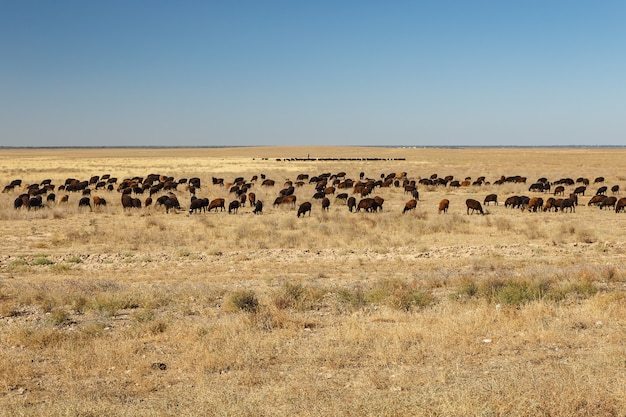 カザフスタンの草原で羊の群れが草を食む。