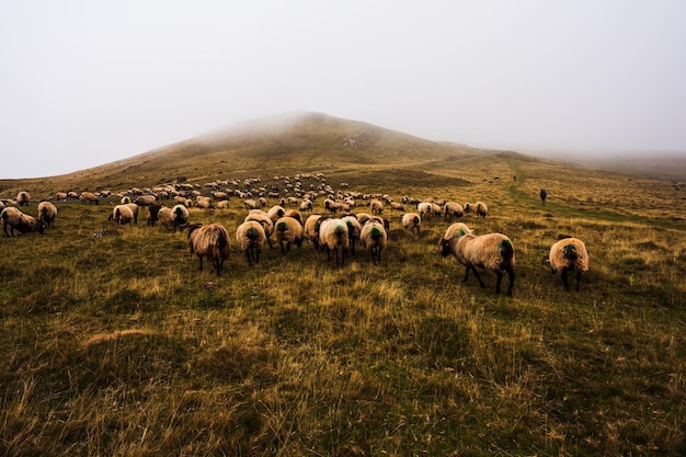 Flock of sheep grazing on Camino de Santiago