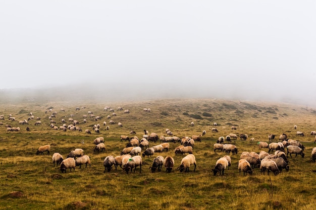 Flock of sheep grazing on Camino de Santiago