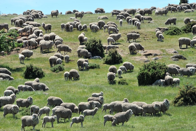 畑で放牧している羊の群れ