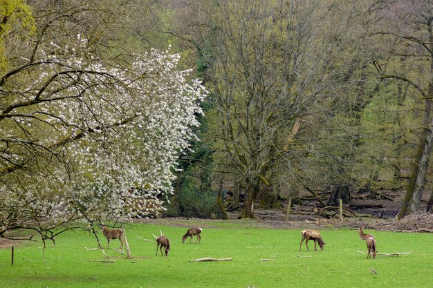 Flock of sheep grazing in field